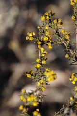 Marasmodes fasciculata
