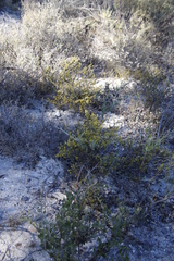 Marasmodes fasciculata