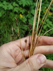 Carex muricata