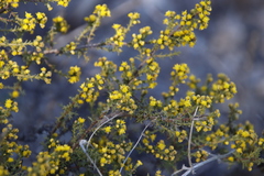 Marasmodes fasciculata