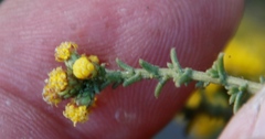Marasmodes fasciculata