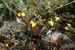 Hippocrepis ciliata