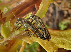 Oedemera