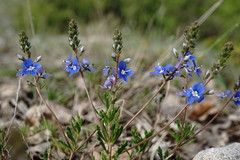Veronica taurica