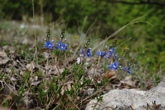Veronica taurica
