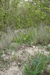 Cleistogenes serotina