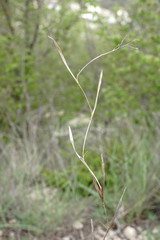 Cleistogenes serotina