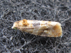 Lobesia yasudai
