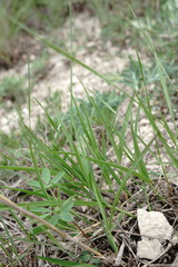 Cleistogenes serotina