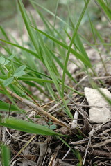 Cleistogenes serotina