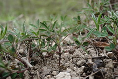 Trigonella spicata