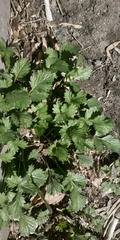 Potentilla norvegica