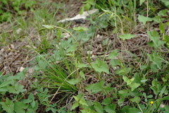 Convolvulus scammonia