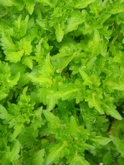 Coleus scutellarioides