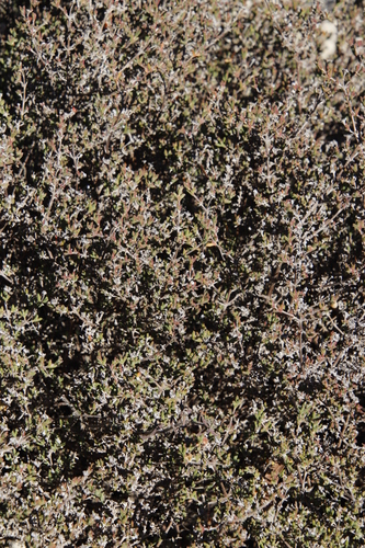 Image of Drosanthemum asperulum by (c) Tony Rebelo, some rights reserved (CC BY-SA)