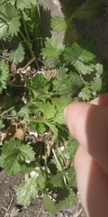 Potentilla norvegica