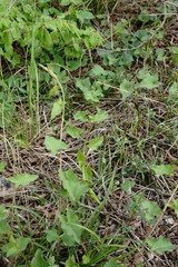 Convolvulus scammonia