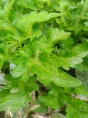 Coleus scutellarioides