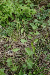 Convolvulus scammonia