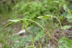 Convolvulus scammonia