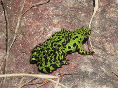 Oriental Bell Toad photo 4