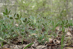 Medicago brachycarpa