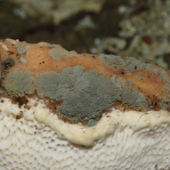 Trichoderma harzianum