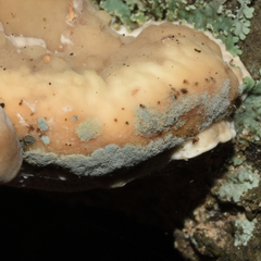 Trichoderma harzianum