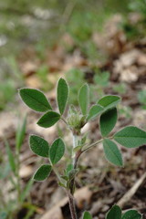 Medicago brachycarpa