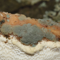 Trichoderma harzianum