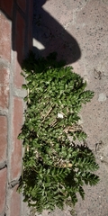 Potentilla paradoxa