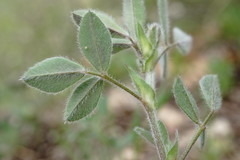 Medicago brachycarpa