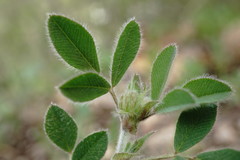 Medicago brachycarpa
