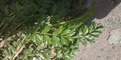 Potentilla paradoxa