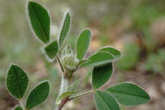 Medicago brachycarpa