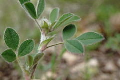 Medicago brachycarpa
