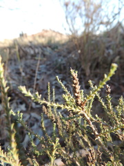 Myrovernix glandulosus