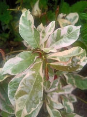 Excoecaria cochinchinensis