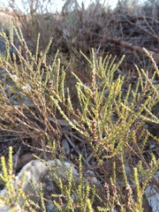 Myrovernix glandulosus