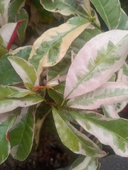 Excoecaria cochinchinensis