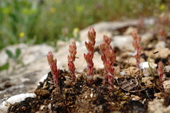 Sedum aetnense