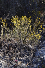 Marasmodes fasciculata