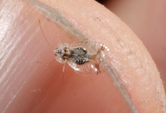 Stephanitis subfasciata