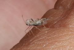 Stephanitis subfasciata