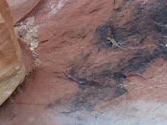 Uta stansburiana uniformis