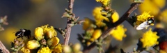 Marasmodes fasciculata