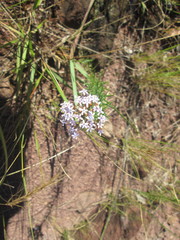 Tetraselago natalensis