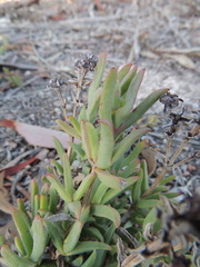 Ruschia geminiflora
