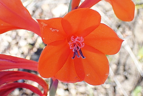 Image of Watsonia pillansii by no rights reserved