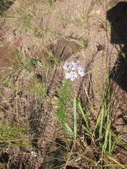 Tetraselago natalensis